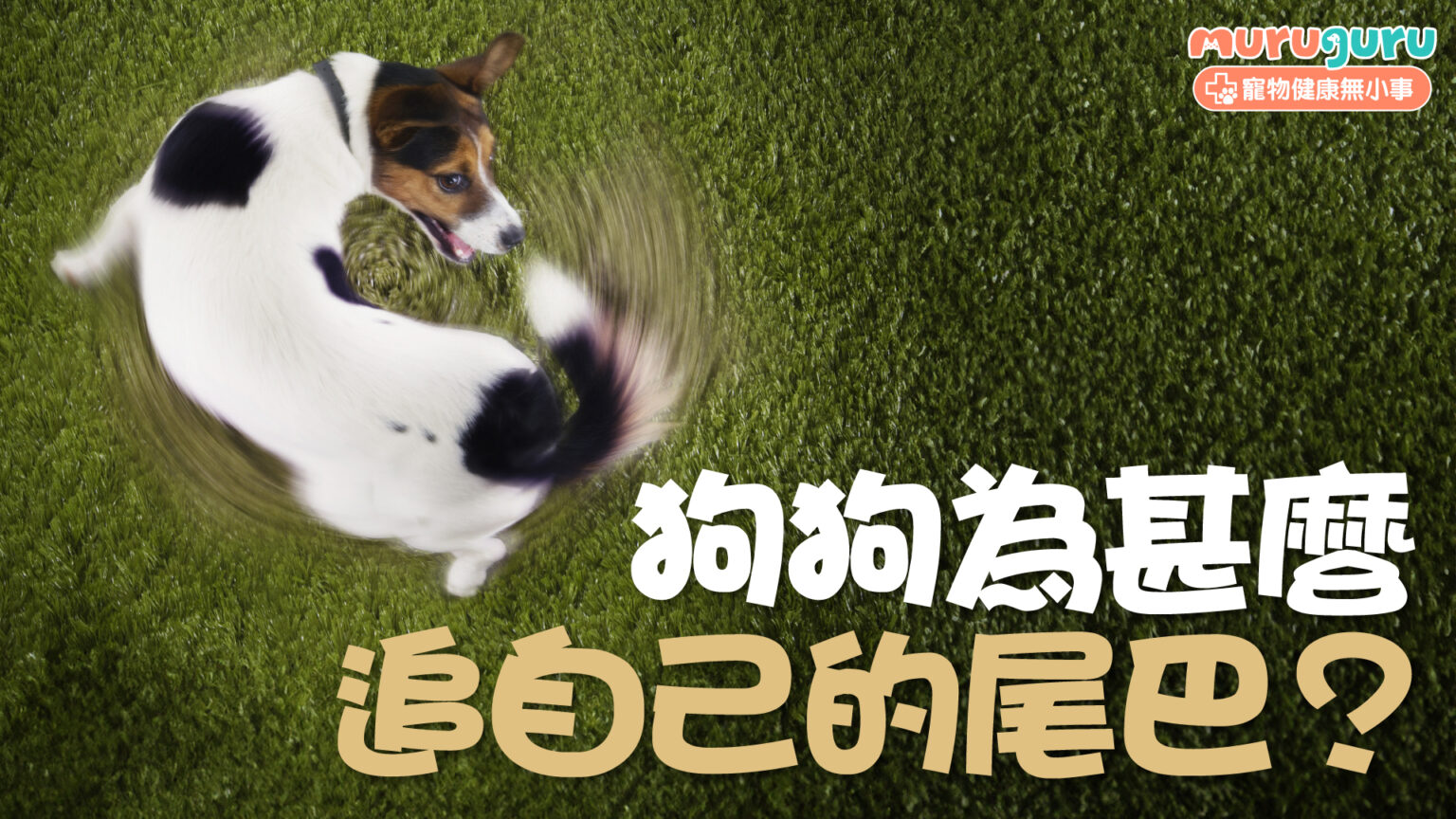 【狗狗行為】狗狗為什麼追自己的尾巴？解析背後的強迫症傾向與心理壓力