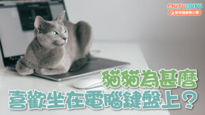【貓咪行為】貓貓為什麼喜歡坐在電腦鍵盤上?解析「宣示主權」與氣味背後的真相