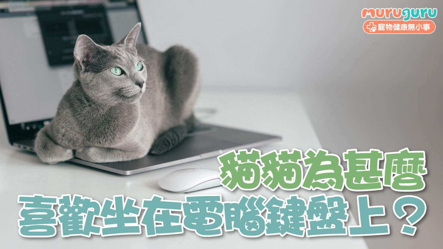 【貓咪行為】貓貓為什麼喜歡坐在電腦鍵盤上?解析「宣示主權」與氣味背後的真相