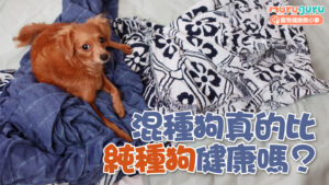 【狗狗健康】混種狗真的比純種狗更健康嗎？科學研究揭開「雜交優勢」的迷思