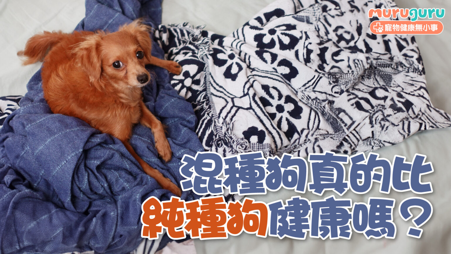 【狗狗健康】混種狗真的比純種狗更健康嗎？科學研究揭開「雜交優勢」的迷思