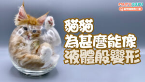 【貓咪科學】貓貓為甚麼能像液體般變形？解析驚人靈活性背後的「身體意象」