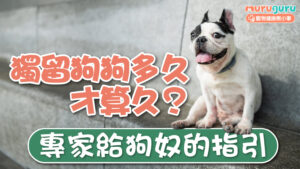 【飼主指南】獨留狗狗多久才算久？專家給飼主的獨處時間指引
