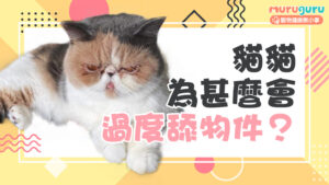 【貓咪行為】貓貓為什麼會過度舔物件?解析背後的壓力訊號與健康危機