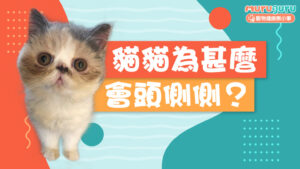 【貓咪健康】貓貓為什麼會「頭側側」?解析前庭綜合症的徵狀、診斷與家居護理