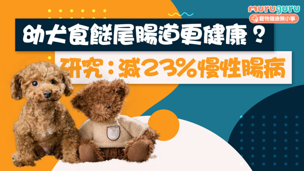 【狗狗健康】幼犬食「餸尾」腸道更健康？芬蘭研究：適量人類食物可減 23% 慢性腸病風險