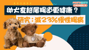 【狗狗健康】幼犬食「餸尾」腸道更健康？芬蘭研究：適量人類食物可減 23% 慢性腸病風險