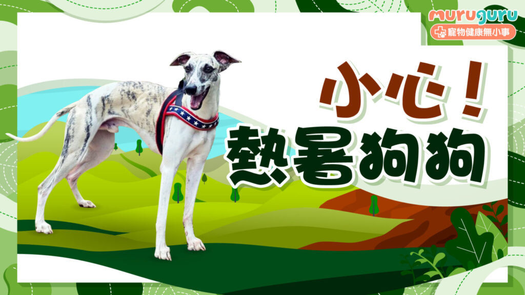 【夏日警報】小心狗狗中暑！解析暑熱指數、中暑徵狀與 5 大預防散熱方法