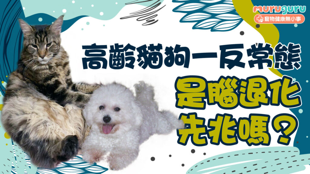 高齡貓狗一反常態，是腦退化先兆嗎？
