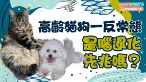 高齡貓狗一反常態,是腦退化先兆嗎?