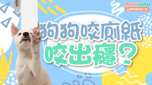 【行為心理】狗狗咬廁紙咬出癮？拆解 5 大成因與預防腸道阻塞指南