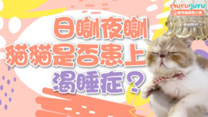 【貓咪健康】日瞓夜瞓是天性還是生病?解析貓隻睡眠習慣與異常嗜睡背後的警號