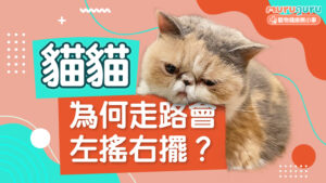 【貓咪健康】貓貓為何走路會左搖右擺？解析優雅「貓步」背後的健康警號