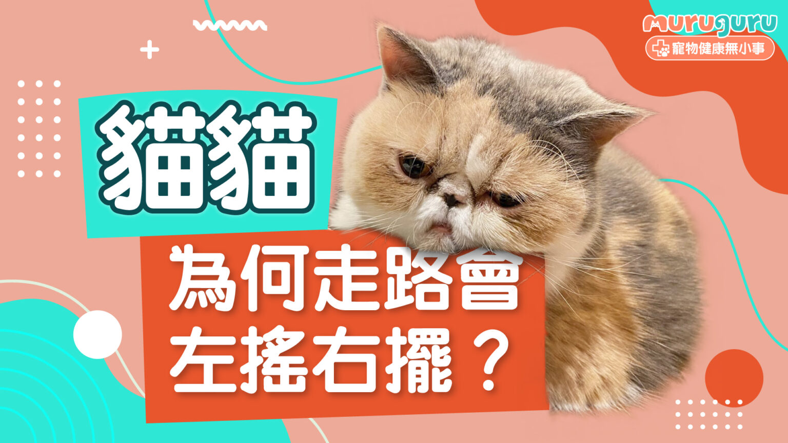 【貓咪健康】貓貓為何走路會左搖右擺？解析優雅「貓步」背後的健康警號