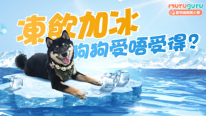 【寵物飲食】天時暑熱:狗狗可以喝冰水或咬冰塊嗎?解析消暑禁忌與安全策略