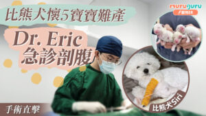 比熊犬懷5寶寶難產,Dr. Eric 急診剖腹|寵物手術|獸醫專訪:黃國聰醫生