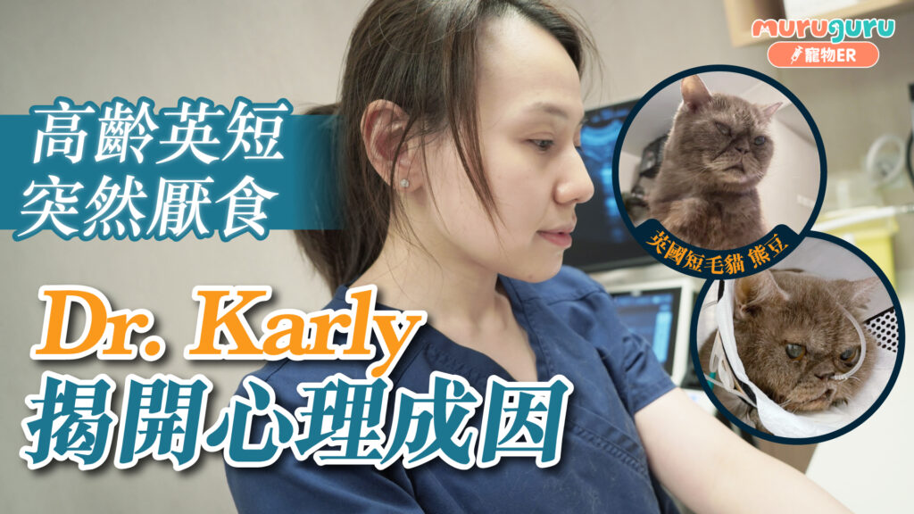 高齡英短突然厭食 Dr. Karly揭開心理成因｜寵物手術｜獸醫專訪：林玉芬醫生