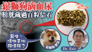 鬆獅狗滴血尿,膀胱藏過百粒結石|寵物手術|獸醫專訪:黃國聰醫生 Dr. Eric Wong