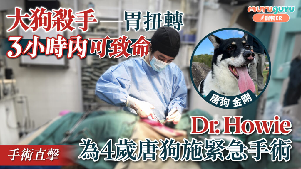 大狗殺手胃扭轉，3小時內可致命｜寵物手術｜獸醫專訪：黃浩宜醫生 Dr. Howie Wong
