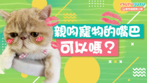 【寵物衛生】親吻寵物的嘴巴可以嗎？專家解析口腔細菌與健康風險