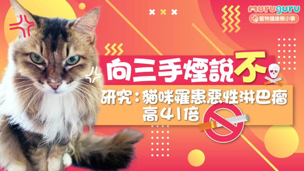 【寵物健康】向三手煙說不！研究：長期接觸煙霧殘留，貓咪罹患惡性淋巴瘤風險高 41 倍