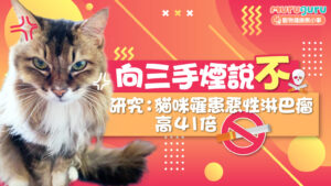 【寵物健康】向三手煙說不！研究：長期接觸煙霧殘留，貓咪罹患惡性淋巴瘤風險高 41 倍