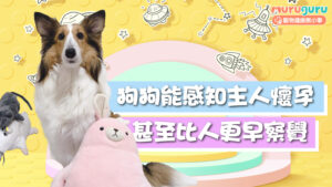【寵物行為學】狗狗能感知主人懷孕？科學證實：牠們甚至比人類更早察覺