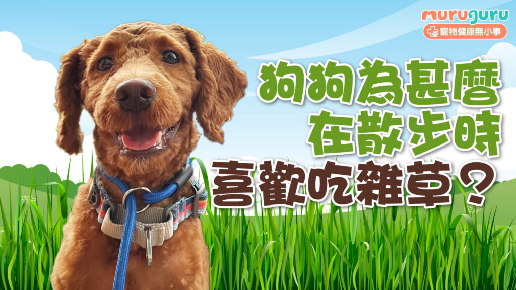 【狗狗行為】狗狗為什麼在散步時喜歡吃雜草？拆解草食行為背後的生理原因