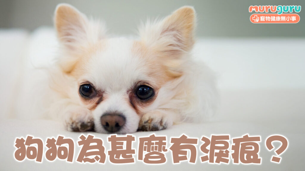 【狗狗健康】狗狗為什麼有淚痕？解析深色淚痕成因、卟啉影響及正確護理方法