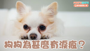 【狗狗健康】狗狗為什麼有淚痕?解析深色淚痕成因、卟啉影響及正確護理方法