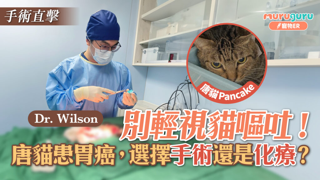 別輕視貓嘔吐！唐貓患胃癌，選擇手術還是化療？｜寵物手術｜獸醫專訪：鄭德聖醫生 Dr. Wilson Cheng