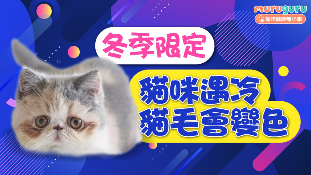 【貓咪科學】冬季限定！為何貓咪遇冷毛色會變深？揭開暹羅貓「面黑」之謎