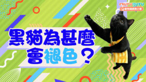 【黑貓百科】黑貓為什麼會褪色?解析陽光、營養與健康引發的毛色轉變