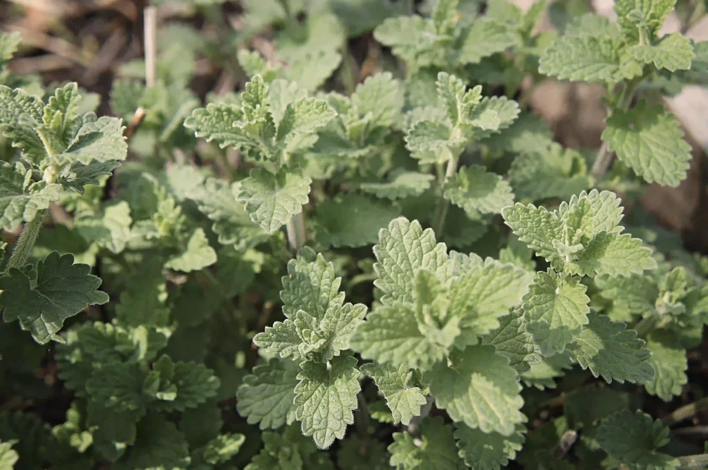 貓薄荷（學名：Nepeta cataria）是一種多年生草本植物，含有特殊的揮發性油脂，其中最核心的成分稱為「荊芥內酯」（Nepetalactone）。
