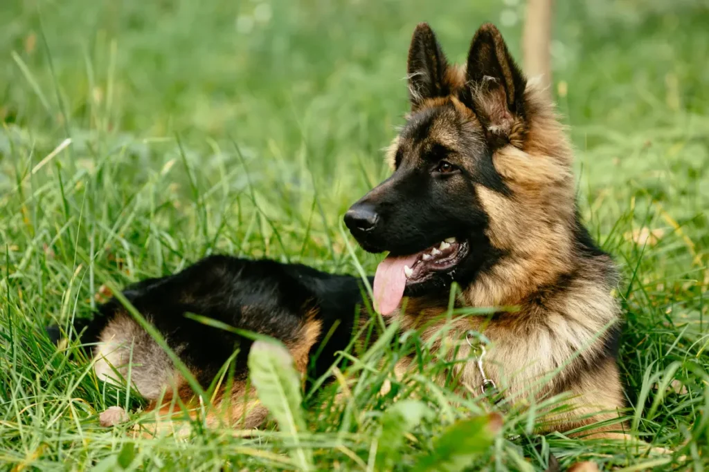 對於大型犬與巨型犬（如金毛尋回犬、拉布拉多、德國牧羊犬等），獸醫界的共識正趨向於「延遲絕育」。