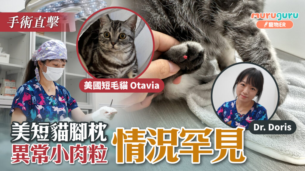 美短貓腳枕異常小肉粒，情況罕見｜寵物手術｜獸醫專訪：李祉君醫生 Dr. Doris Li
