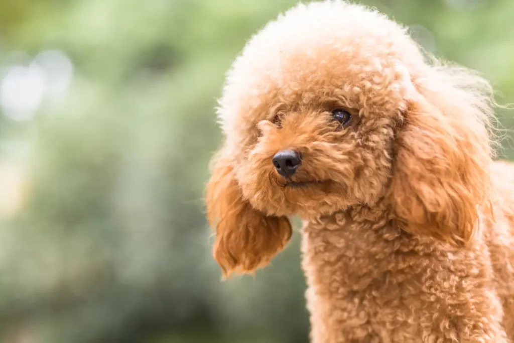 小型犬（如貴婦犬、約克夏、芝娃娃等）的生理發育極快，通常在 6 至 8 個月大時已達性成熟。