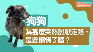 【狗狗健康】狗狗為什麼突然討厭走路?解析心臟病與寄生蟲的潛在警號