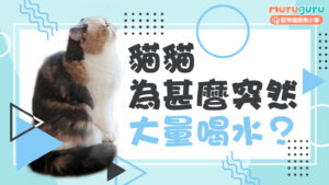 【貓咪健康】貓貓為什麼突然大量喝水?解析「多飲多尿」背後的兩大致命疾病