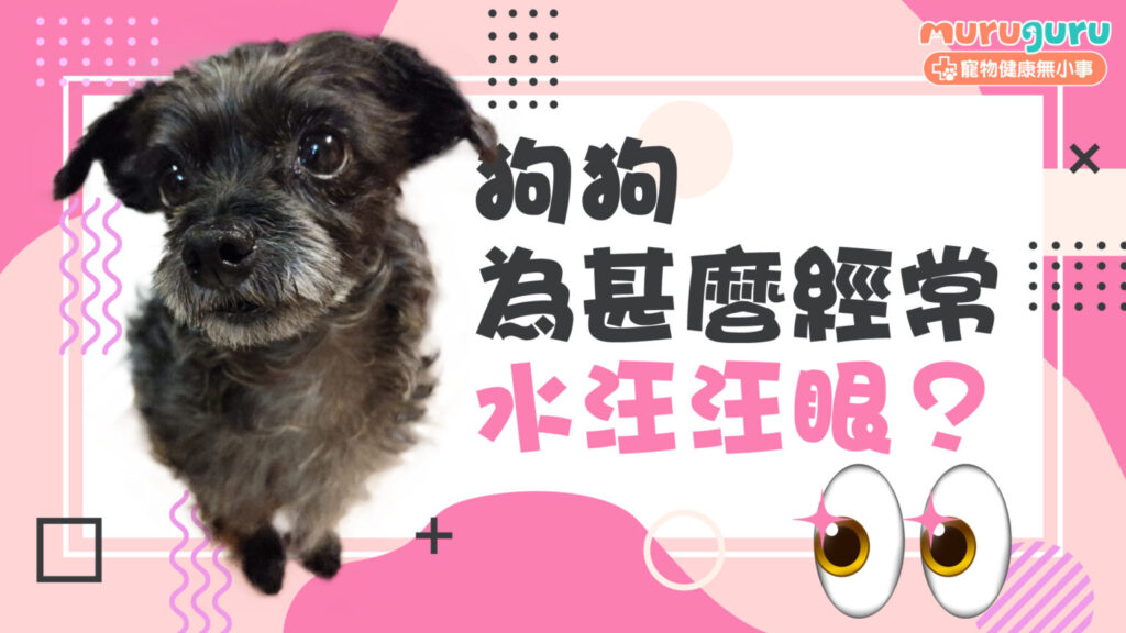 【狗狗眼疾】為什麼狗狗經常流眼淚？解析「眼瞼內翻」與睫毛倒生的成因與治療
