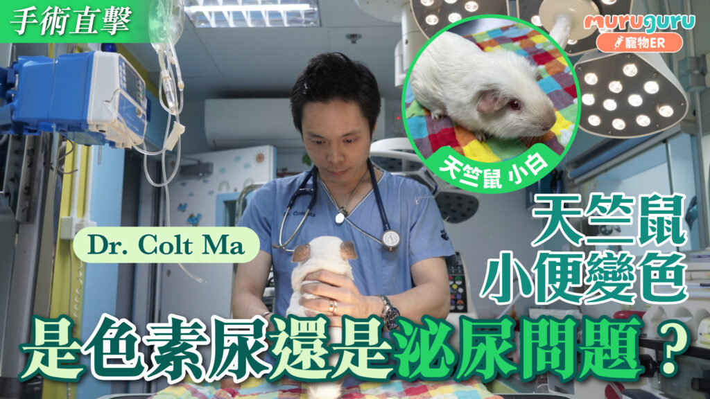 天竺鼠小便變色，是色素尿還是泌尿問題？｜寵物手術｜獸醫專訪：馬啟豪醫生 Dr. Colt Ma