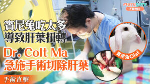 賓尼兔吃太多導致肝葉扭轉,Dr. Colt Ma急施手術切除肝葉|寵物手術|獸醫專訪:馬啟豪醫生
