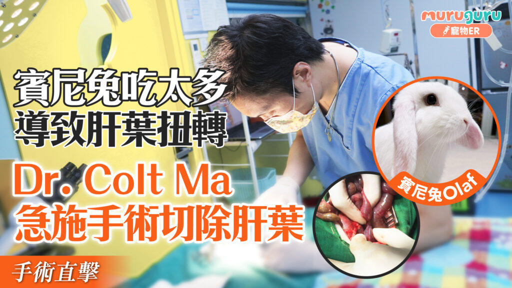 賓尼兔吃太多導致肝葉扭轉，Dr. Colt Ma急施手術切除肝葉｜寵物手術｜獸醫專訪：馬啟豪醫生