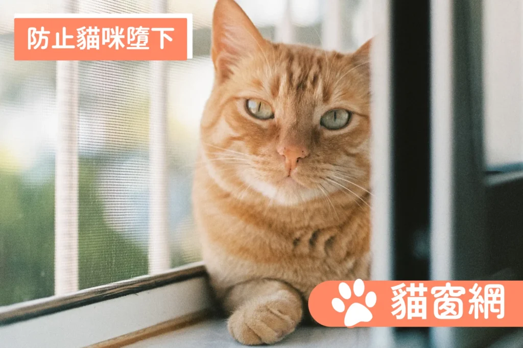安裝防貓跳窗網是養貓準備中絕對不能妥協、且必須在接貓前完成的首要任務