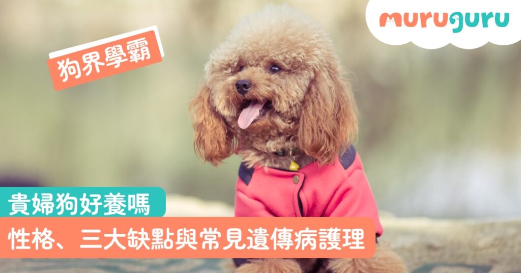 【犬種百科】貴婦狗好養嗎？拆解狗界學霸性格 3 大飼養挑戰與常見遺傳病護理