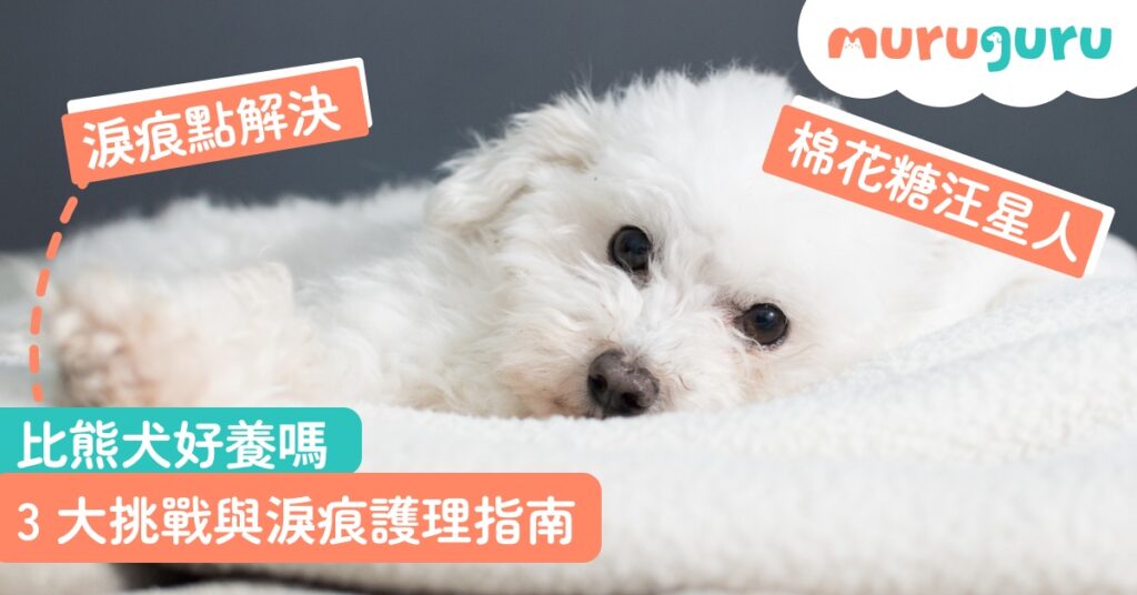 【犬種百科】比熊犬好養嗎？拆解棉花糖汪星人性格特質、3 大挑戰與淚痕護理指南