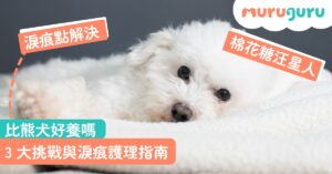 【犬種百科】比熊犬好養嗎？拆解棉花糖汪星人性格特質、3 大挑戰與淚痕護理指南