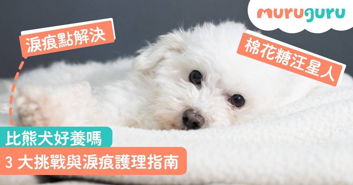 【犬種百科】比熊犬好養嗎？拆解棉花糖汪星人性格特質、3 大挑戰與淚痕護理指南