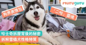 【犬種百科】哈士奇拆屋背後的秘密?拆解雪橇犬性格特質、三大缺點與耐熱照護全指南