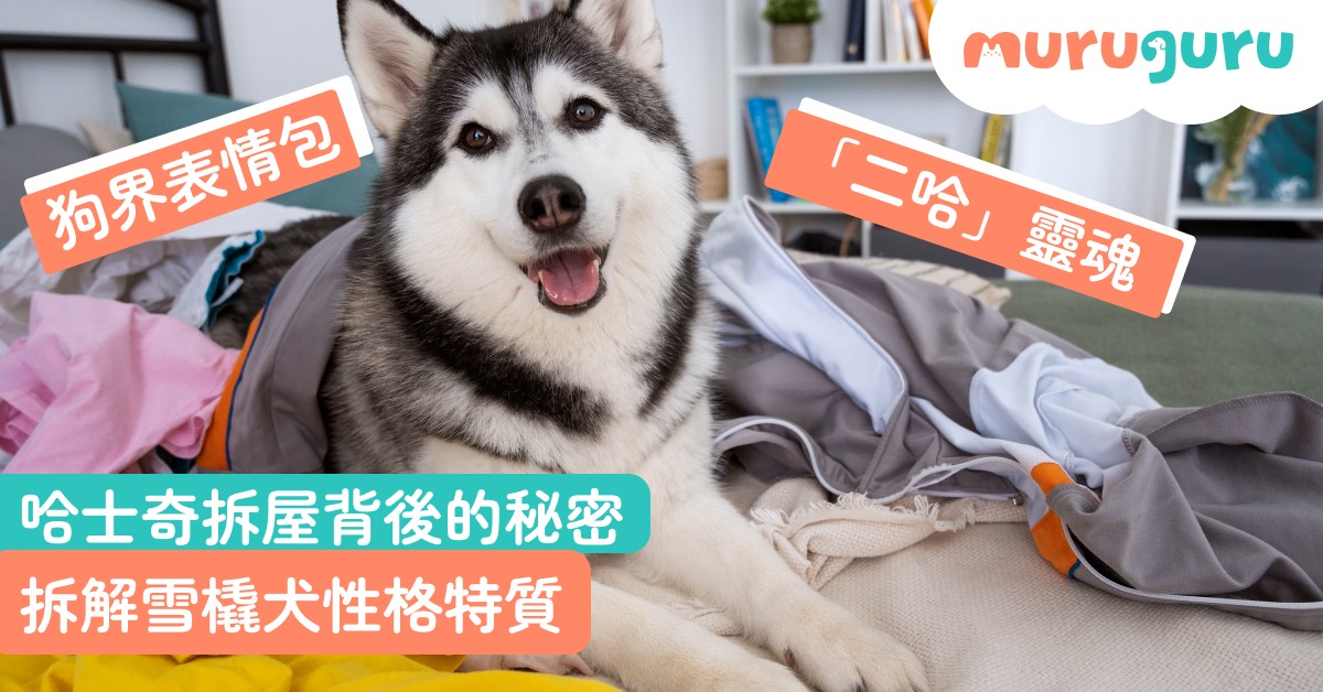 【犬種百科】哈士奇拆屋背後的秘密?拆解雪橇犬性格特質、三大缺點與耐熱照護全指南